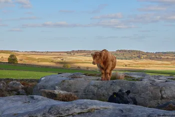 Peak District cattle.jpg